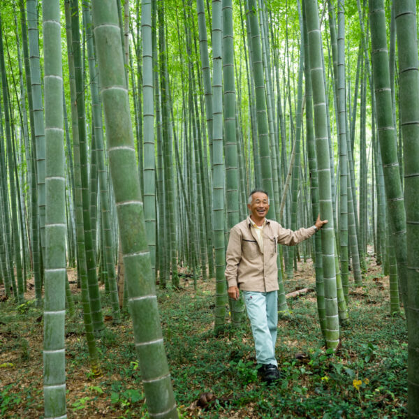 自然と寄り添い作る『清水銘竹』の竹